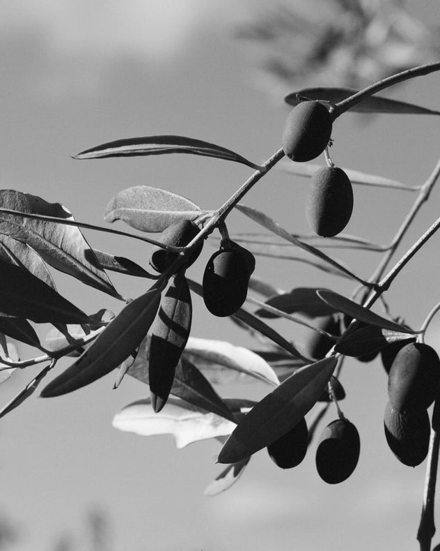 Le Marké Organic Sicilian Olive Oil