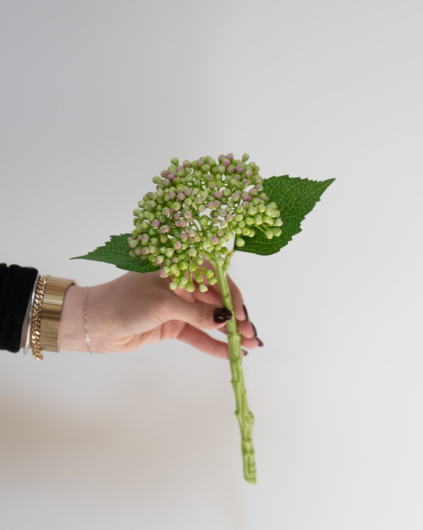 Hydrangea Bud