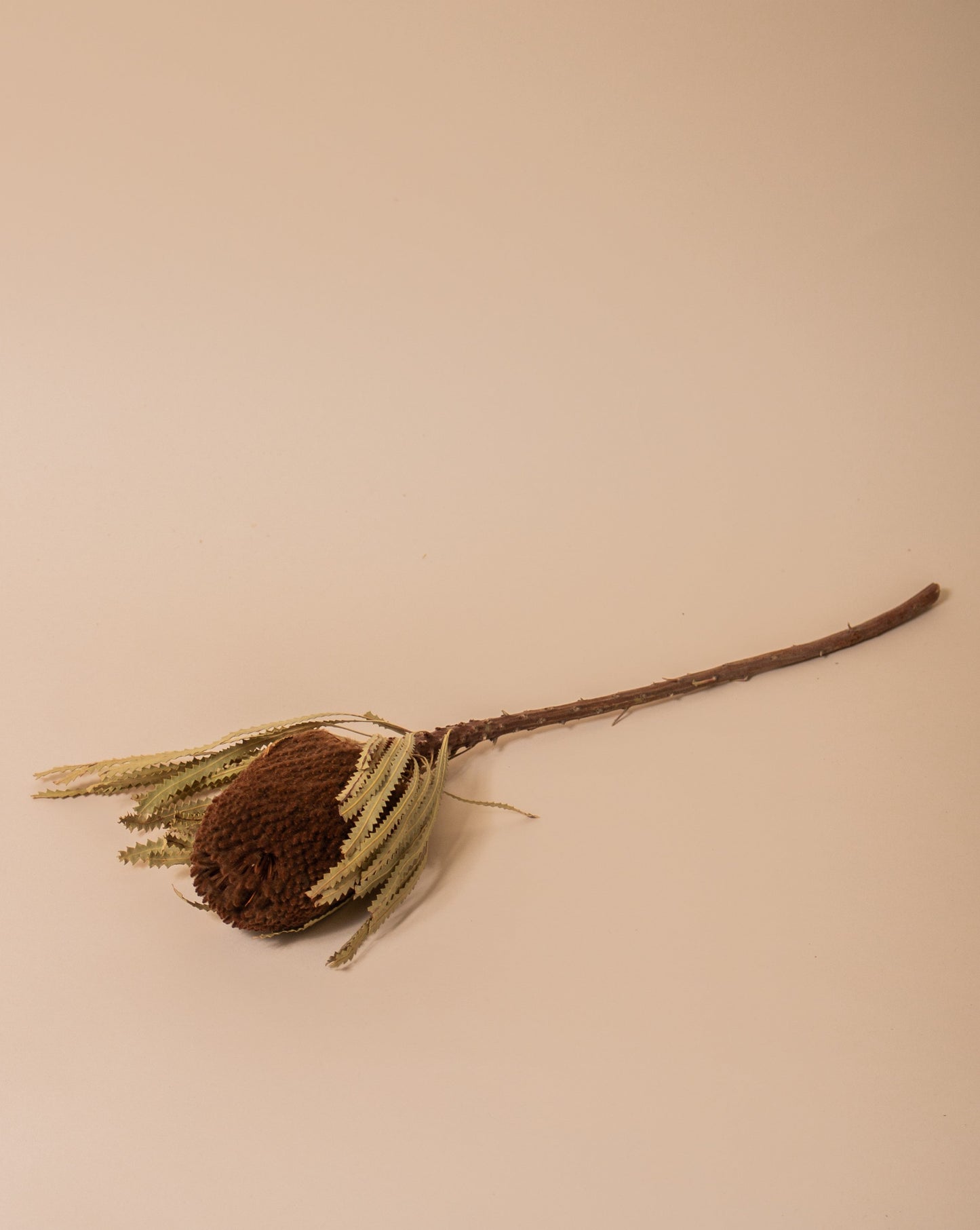 Banksia Brown