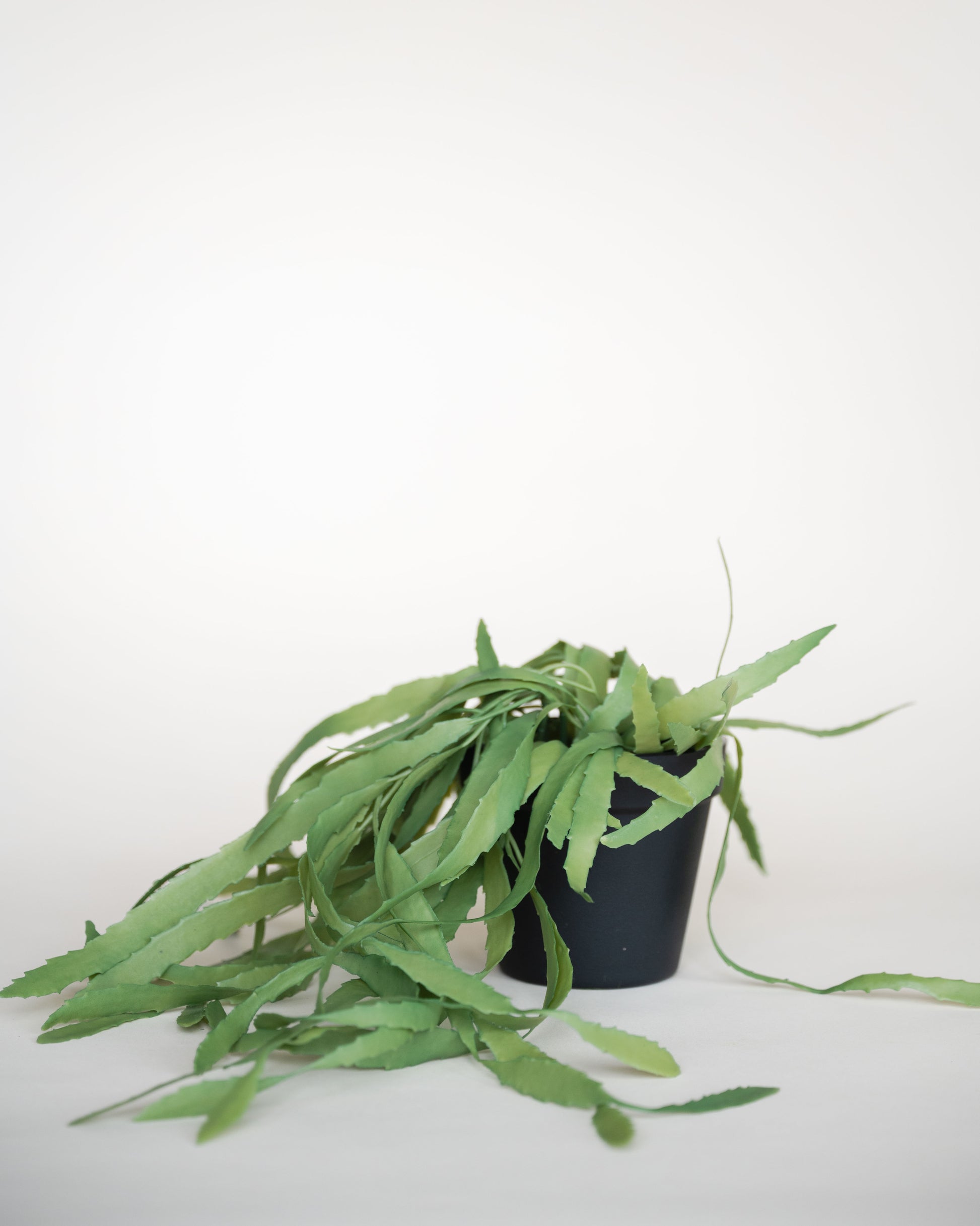 succulents shoppe Faux Trailing Succulent