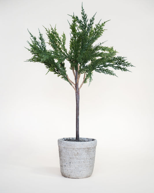 Cypress Topiary Tree 24"