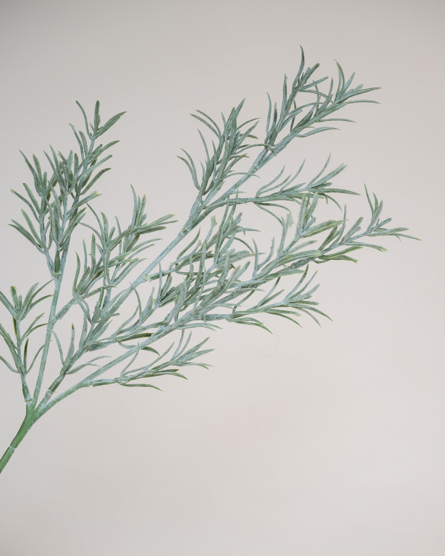 Rosemary Stem