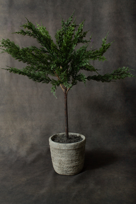 Cypress Topiary Tree 24"